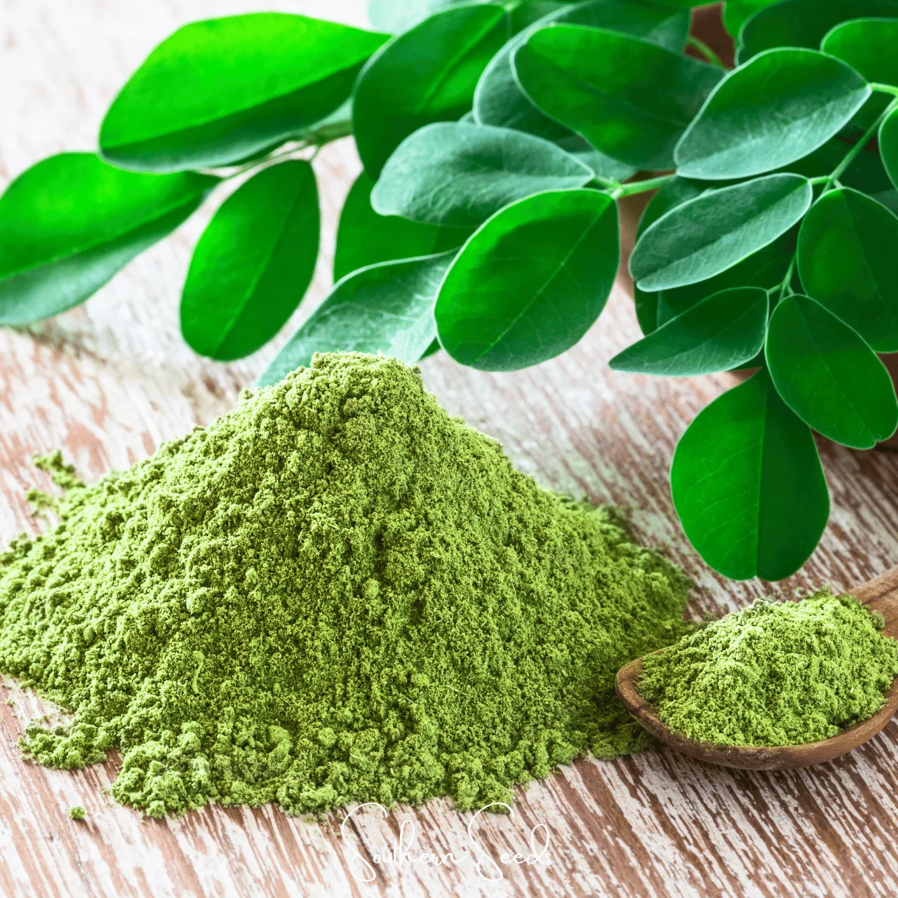 Poudre moringa
